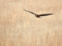 Northern Harrier 0868